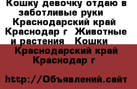 Кошку-девочку отдаю в заботливые руки  - Краснодарский край, Краснодар г. Животные и растения » Кошки   . Краснодарский край,Краснодар г.